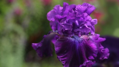 Обои макро, цветок, фиолетовый, ирис, macro, flower, purple, iris разрешение 3000x2000 Загрузить