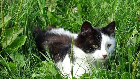 Обои трава, кошка, взгляд, уши, пёстрая, grass, cat, look, ears, motley разрешение 5184x3888 Загрузить