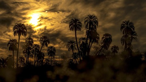 Обои небо, облака, закат, пальмы, силуэты, the sky, clouds, sunset, palm trees, silhouettes разрешение 2048x1214 Загрузить