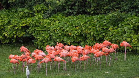 Обои фламинго, птицы, розовые, цапля, a flock of pink flamingos, flamingo, birds, pink, heron разрешение 2048x1365 Загрузить