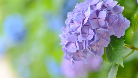 Обои макро, фон, цветок, боке, соцветие, гортензия, macro, background, flower, bokeh, inflorescence, hydrangea разрешение 2048x1356 Загрузить