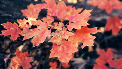 Обои листья, осень, клен, кленовый лист, осенние листья, leaves, autumn, maple, maple leaf, autumn leaves разрешение 5184x3456 Загрузить