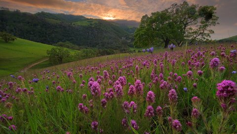 Обои цветы, горы, холмы, дерево, пейзаж, поле, лето, луг, flowers, mountains, hills, tree, landscape, field, summer, meadow разрешение 1920x1080 Загрузить