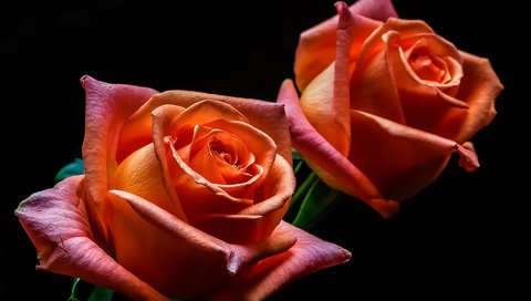 Обои розы, лепестки, краски, бутон, roses, petals, paint, bud разрешение 3354x2193 Загрузить