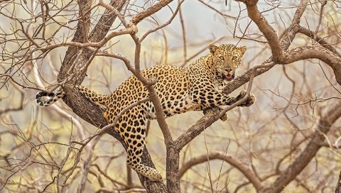 Обои природа, дерево, леопард, хищник, большая кошка, nature, tree, leopard, predator, big cat разрешение 2048x1366 Загрузить