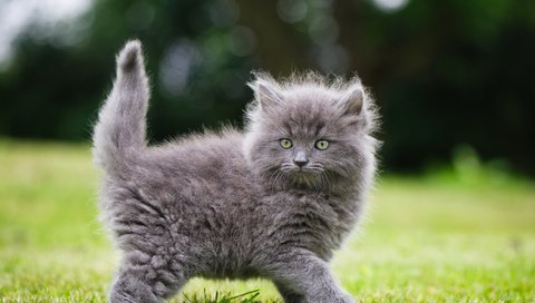 Обои трава, кошка, взгляд, котенок, пушистый, серый, grass, cat, look, kitty, fluffy, grey разрешение 2048x1463 Загрузить