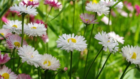 Обои цветы, макро, маргаритки, flowers, macro, daisy разрешение 2232x1484 Загрузить