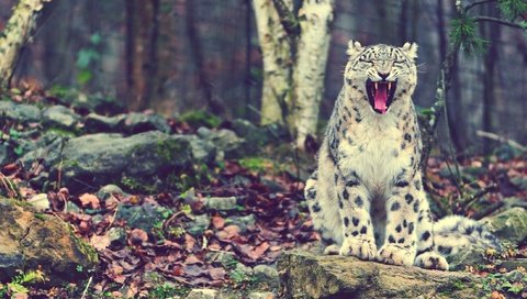 Обои кот, сидит, мама, снежный барс, ирбис, looking, rock download, cat, sitting, mom, snow leopard, irbis разрешение 2200x1467 Загрузить