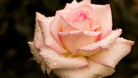 Обои капли, роза, бутон, розовая, drops, rose, bud, pink разрешение 2048x1365 Загрузить