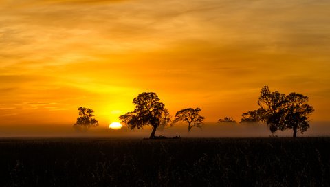 Обои деревья, солнце, закат, саванна, trees, the sun, sunset, savannah разрешение 2048x1144 Загрузить