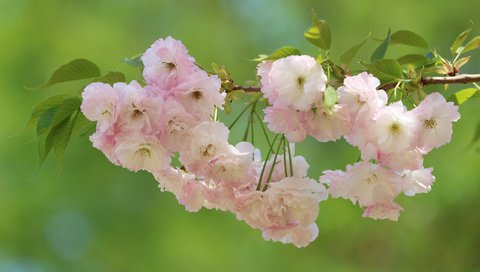 Обои ветка, цветение, макро, фон, вишня, сакура, цветки, branch, flowering, macro, background, cherry, sakura, flowers разрешение 2048x1365 Загрузить