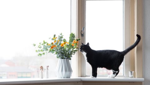 Обои цветы, кот, окно, flowers, cat, window разрешение 2048x1365 Загрузить