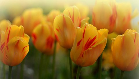 Обои бутоны, макро, тюльпаны, боке, жёлтые тюльпаны, buds, macro, tulips, bokeh, yellow tulips разрешение 2048x1350 Загрузить