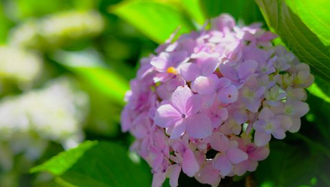 Обои макро, боке, соцветие, гортензия, macro, bokeh, inflorescence, hydrangea разрешение 2048x1365 Загрузить