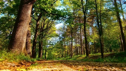 Обои дорога, деревья, лес, road, trees, forest разрешение 2048x1267 Загрузить