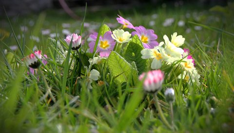 Обои цветы, трава, размытость, примула, маргаритки, flowers, grass, blur, primula, daisy разрешение 1920x1200 Загрузить