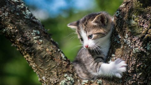 Обои кошка, котенок, малыш, на дереве, cat, kitty, baby, on the tree разрешение 2048x1280 Загрузить