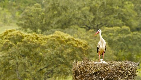 Обои птица, аист, птенцы, гнездо, bird, stork, chicks, socket разрешение 2880x1805 Загрузить