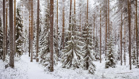 Обои деревья, снег, лес, зима, стволы, тропинка, хвойный лес, trees, snow, forest, winter, trunks, path, coniferous forest разрешение 2048x1152 Загрузить