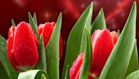 Обои цветы, капли, красные, весна, тюльпаны, flowers, drops, red, spring, tulips разрешение 2560x1920 Загрузить