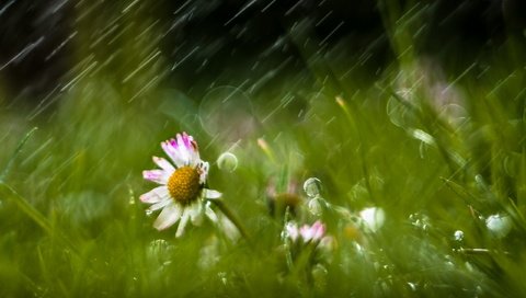Обои цветы, трава, природа, дождь, ромашки, flowers, grass, nature, rain, chamomile разрешение 2560x1709 Загрузить