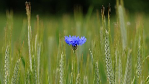 Обои синий, цветок, поле, колосья, пшеница, василек, blue, flower, field, ears, wheat, cornflower разрешение 2048x1361 Загрузить