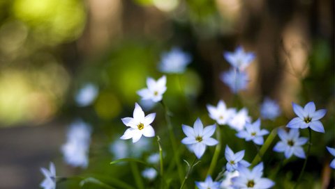 Обои цветы, макро, лепестки, размытость, голубые, flowers, macro, petals, blur, blue разрешение 3050x1969 Загрузить