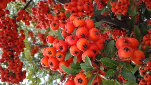 Обои ветки, красные, ягоды, плоды, рябина, branches, red, berries, fruit, rowan разрешение 2048x1536 Загрузить