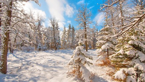 Обои деревья, снег, лес, зима, trees, snow, forest, winter разрешение 2048x1360 Загрузить