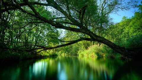 Обои река, дерево, зелень, лето, river, tree, greens, summer разрешение 1920x1080 Загрузить