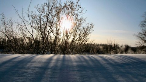 Обои солнце, снег, природа, зима, утро, кусты, the sun, snow, nature, winter, morning, the bushes разрешение 1920x1080 Загрузить