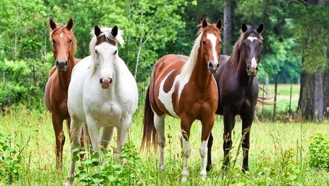 Обои лошадь, трава, лошади, кони, horse, grass, horses разрешение 1920x1200 Загрузить