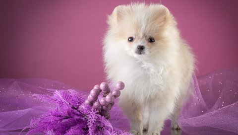 Обои белый, щенок, вуаль, декор, шпиц, white, puppy, veil, decor, spitz разрешение 3600x2330 Загрузить