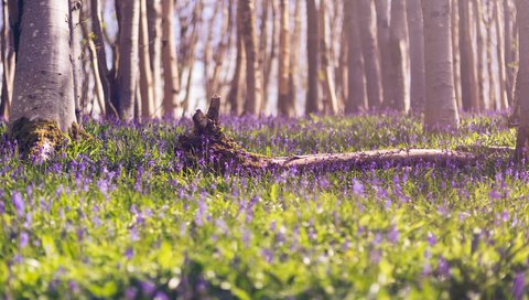 Обои цветы, лес, весна, flowers, forest, spring разрешение 2048x1367 Загрузить