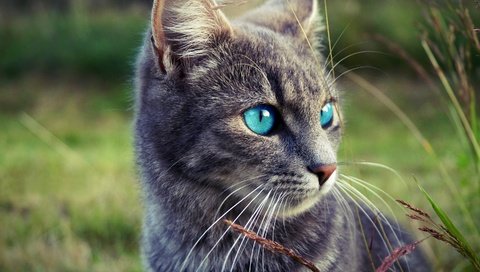 Обои глаза, морда, трава, природа, кот, кошка, взгляд, серый, eyes, face, grass, nature, cat, look, grey разрешение 2880x1917 Загрузить