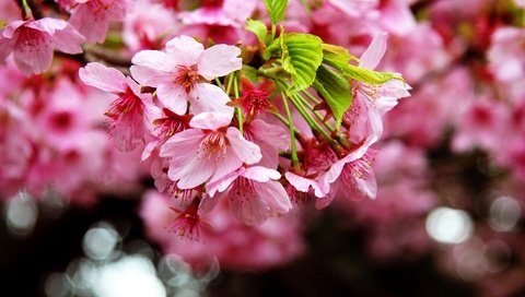 Обои цветение, макро, весна, сакура, blossom, весенние, flowering trees, flowering, macro, spring, sakura разрешение 2880x1828 Загрузить