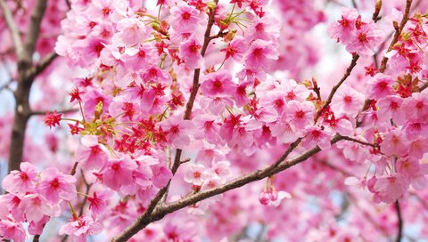 Обои цветение, ветки, весна, сакура, blossom, весенние, flowering trees, flowering, branches, spring, sakura разрешение 3700x2477 Загрузить