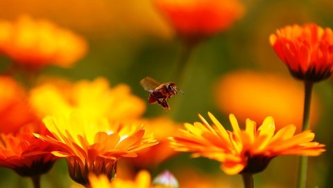 Обои цветы, макро, насекомое, пчела, красивые, flowers, macro, insect, bee, beautiful разрешение 1920x1200 Загрузить