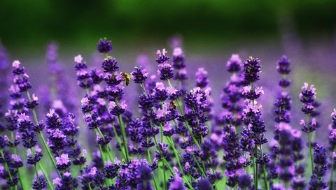 Обои цветы, поле, лаванда, пчелы, flowers, field, lavender, bees разрешение 3008x2000 Загрузить