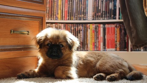 Обои собака, щенок, щенка, cобака, пекинес, dog, puppy, pekingese разрешение 5184x3456 Загрузить