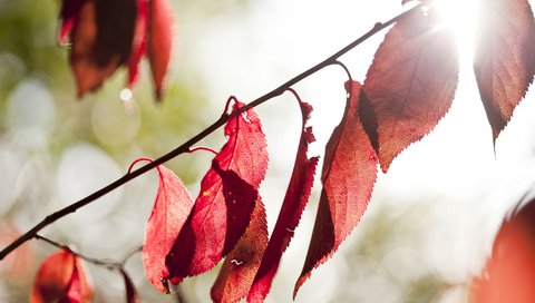 Обои свет, природа, листья, осень, light, nature, leaves, autumn разрешение 2048x1365 Загрузить