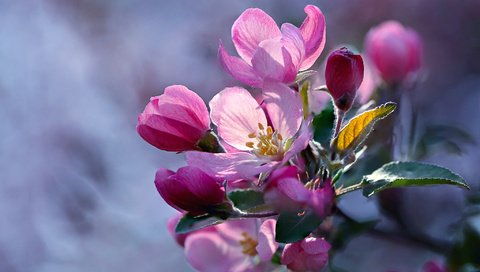 Обои ветка, цветение, макро, яблоня, цветки, branch, flowering, macro, apple, flowers разрешение 2048x1365 Загрузить