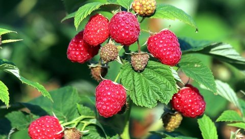 Обои малина, лето, ягоды, куст, raspberry, summer, berries, bush разрешение 2400x1600 Загрузить