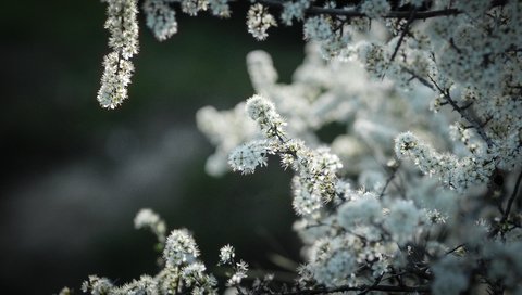 Обои цветы, природа, дерево, яблоня, flowers, nature, tree, apple разрешение 3456x2203 Загрузить