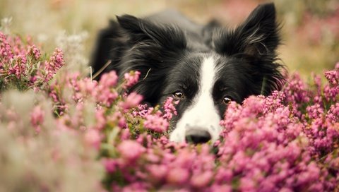 Обои морда, цветы, портрет, собака, бордер-колли, face, flowers, portrait, dog, the border collie разрешение 2880x1619 Загрузить