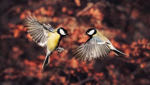 Обои природа, полет, осень, крылья, птицы, в полёте, синицы, nature, flight, autumn, wings, birds, in flight, tits разрешение 1920x1200 Загрузить