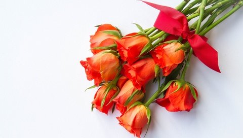 Обои розы, красный, букет, бант, roses, red, bouquet, bow разрешение 2048x1365 Загрузить