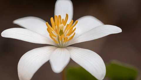 Обои цветок, лепестки, канадская, сангвинария, flower, petals, canadian, sanguinaria разрешение 2048x1365 Загрузить