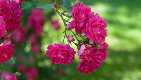 Обои макро, розы, розовый, куст, macro, roses, pink, bush разрешение 3000x1993 Загрузить