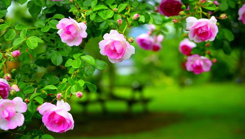 Обои листья, роза, лепестки, сад, куст, leaves, rose, petals, garden, bush разрешение 2880x1920 Загрузить